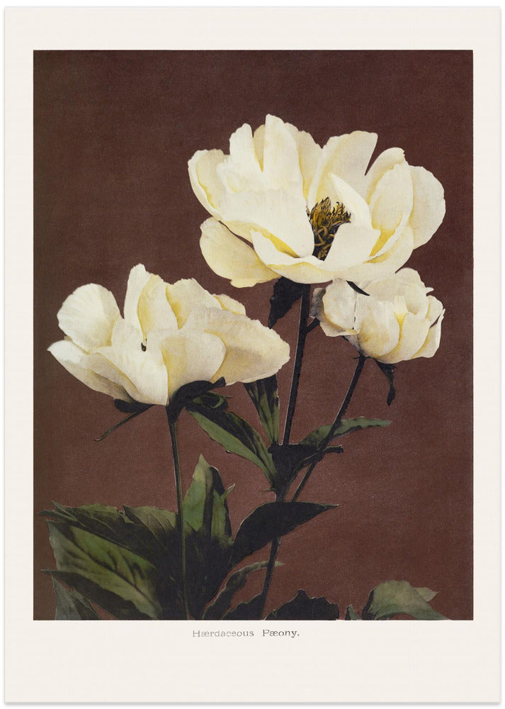 Fine Art Print, Hærdaceous Peony