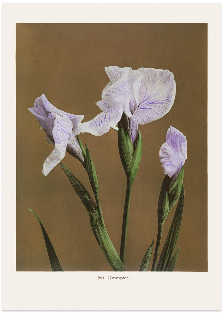 Fine Art Print, Iris Kæmpferi no2