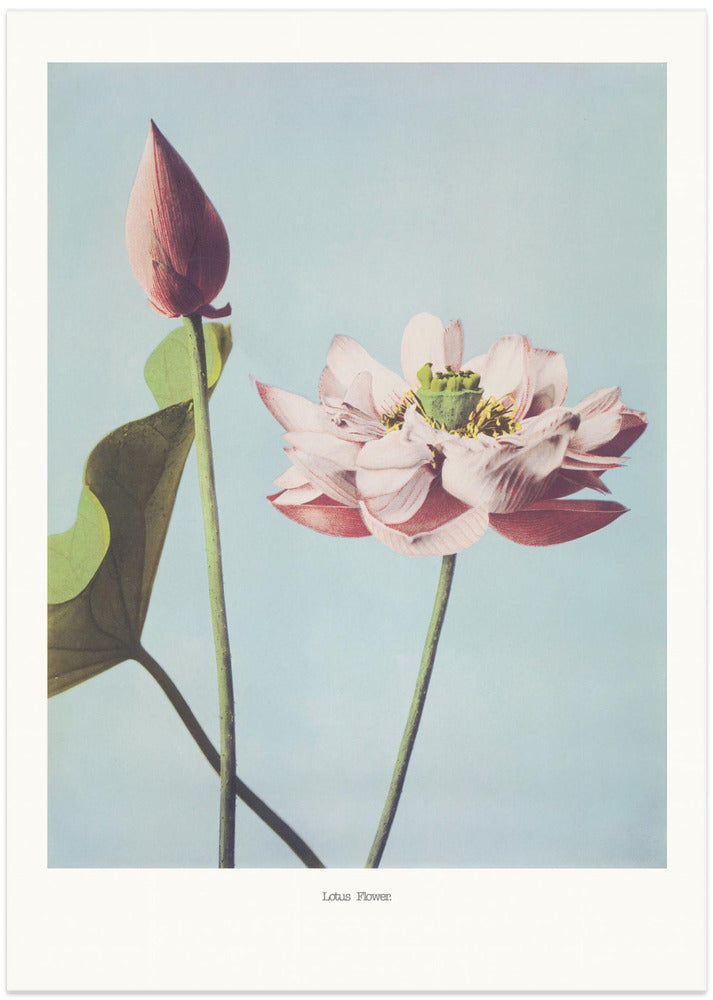 Fine Art Print,  Lotus Flowers