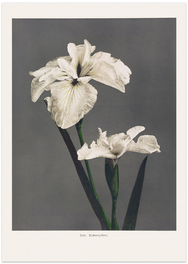 Fine Art Print, Iris Kæmpferi