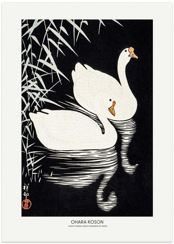 Fine Art Print, White Chinese Geese Swimming by Reeds