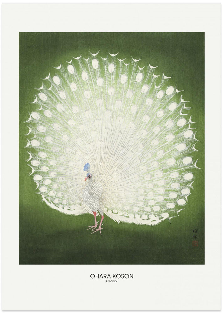 Fine Art Print, Peacock - Wide