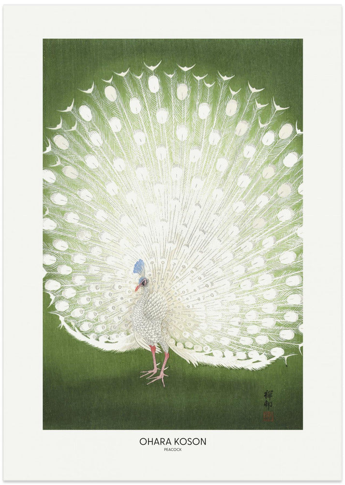 Fine Art Print, Peacock - Cropped