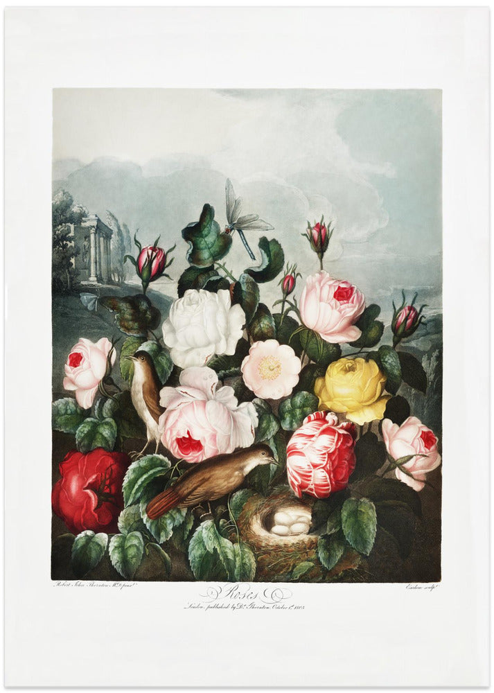 Fine Art Print, Roses from The Temple of Flora (1807)