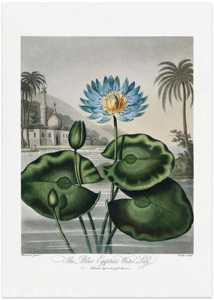 Fine Art Print, The Blue Egyptian Water-Lily from The Temple of Flora (1807)