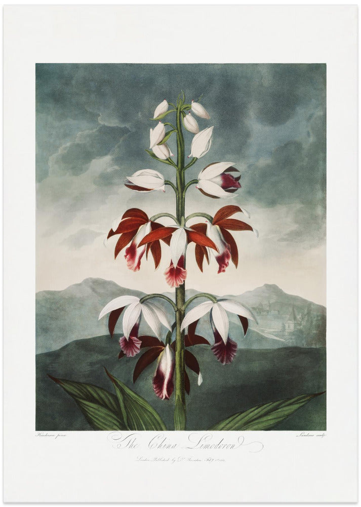 Fine Art Print, The Chinese Limodoron from The Temple of Flora (1807)