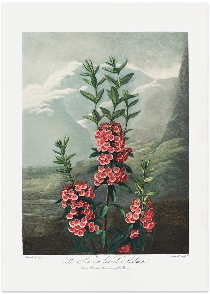 Fine Art Print, The Narrow–Leaved Kalmia from The Temple of Flora (1807)