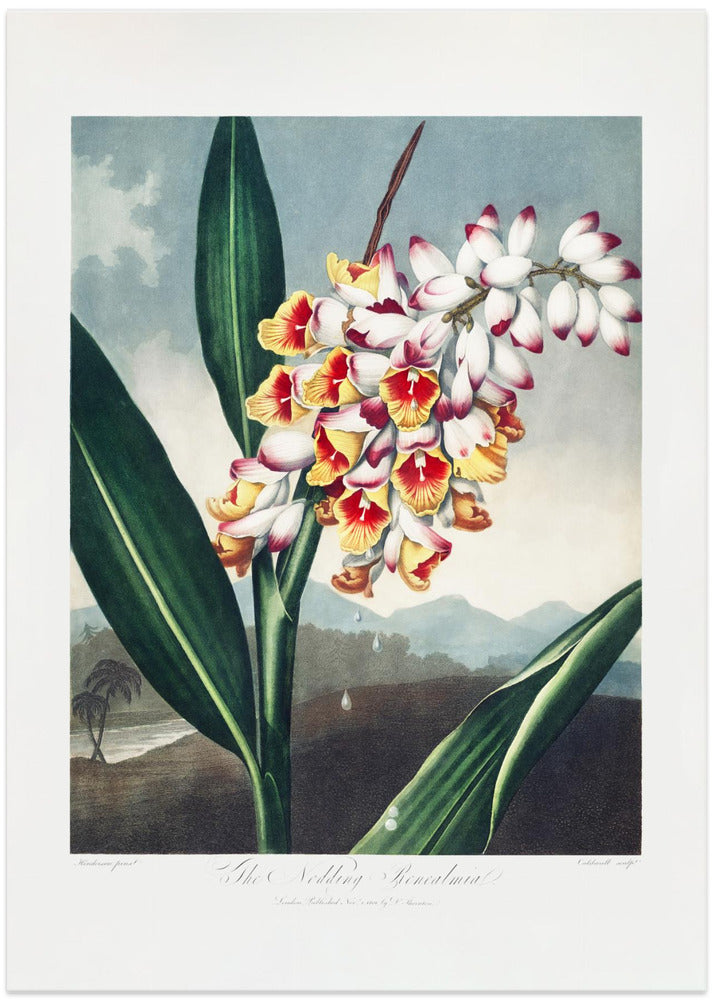 Fine Art Print, The Nodding Renealmia from The Temple of Flora (1807)