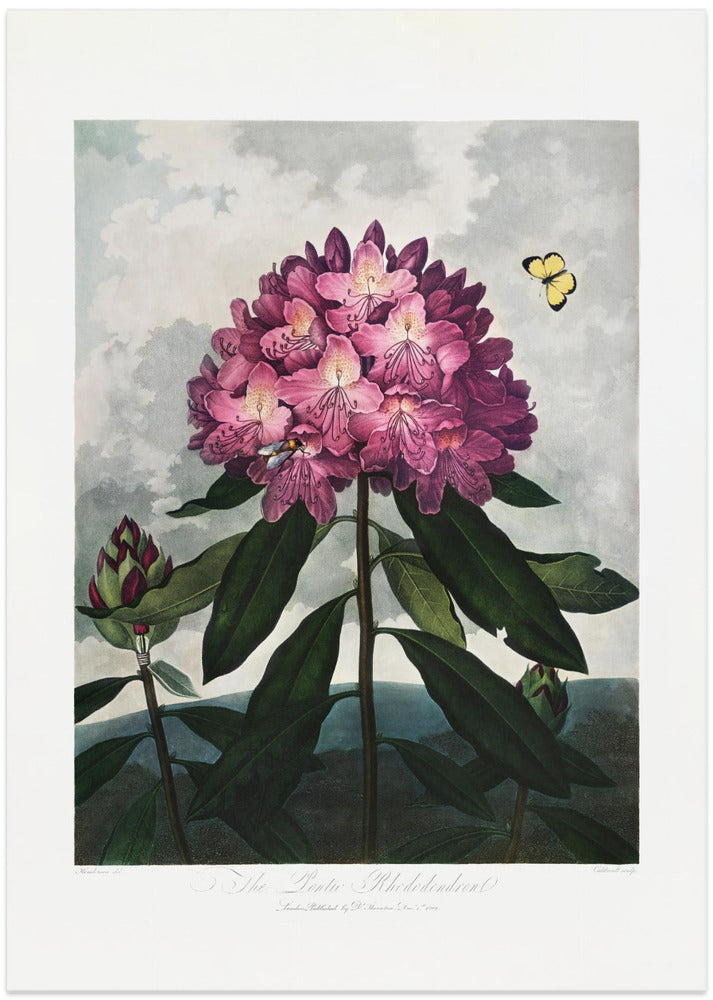 Fine Art Print, The Pontic Rhododendron from The Temple of Flora (1807)