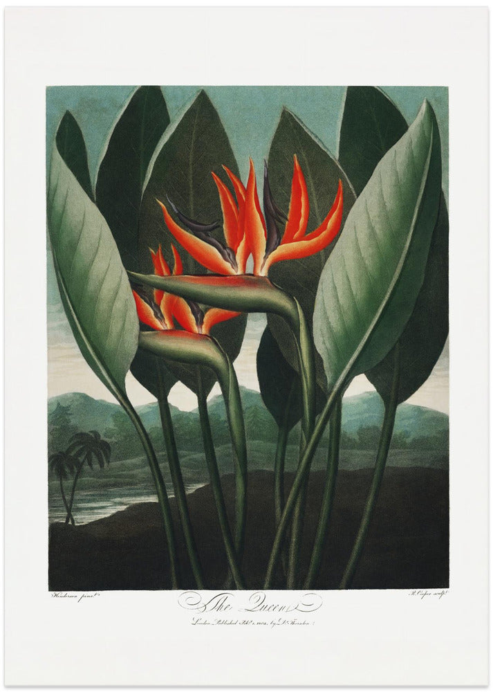 Fine Art Print, The Queen–Plant from The Temple of Flora (1807)