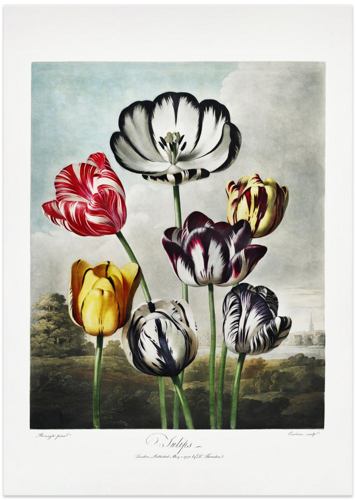 Fine Art Print, Tulips from The Temple of Flora (1807)