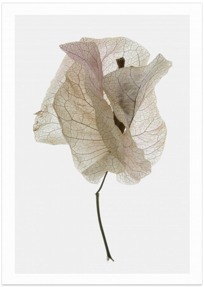 Fine Art Print, Bougainvillea Study No1