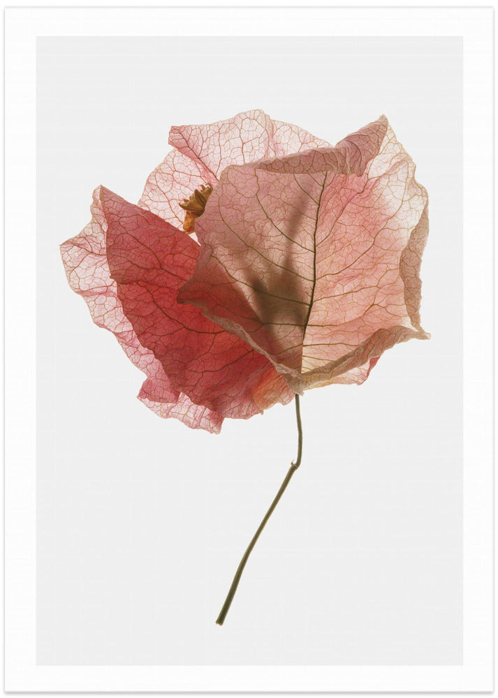 Fine Art Print, Bougainvillea Study No2