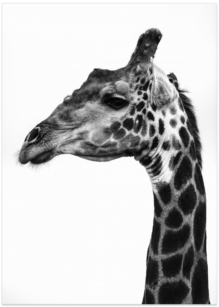 Fine Art Print, Super Safari No1