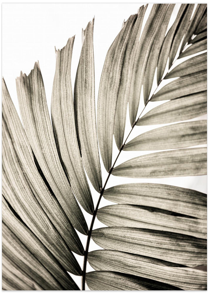 Fine Art Print, Palm Leaves 22