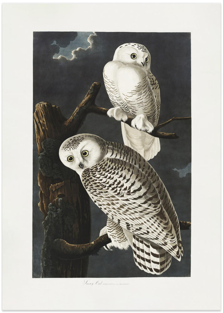 Fine Art Print, Snowy Owl From Birds of America (1827)