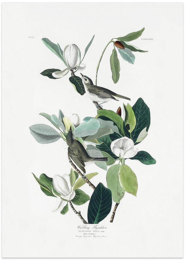 Fine Art Print, Warbling Flycatcher From Birds of America (1827)