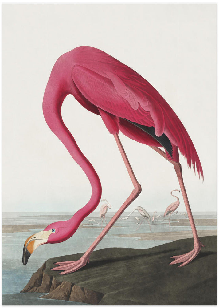 Fine Art Print, Pink Flamingo Ii From Birds of America (1827)