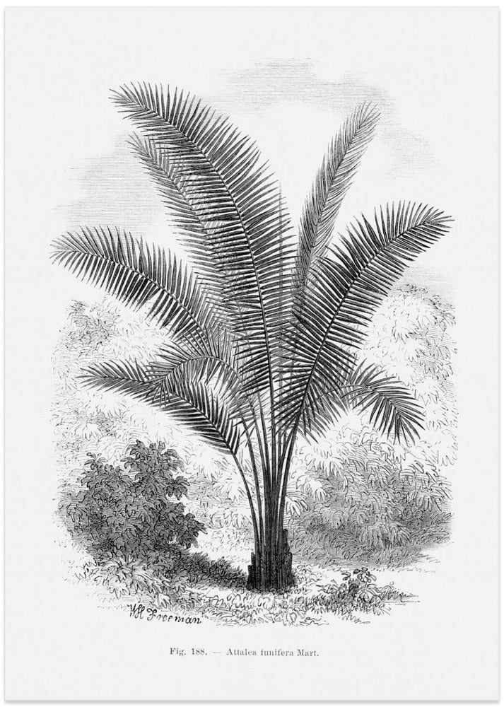 Fine Art Print, Vintage Palm Tree Drawing Vii