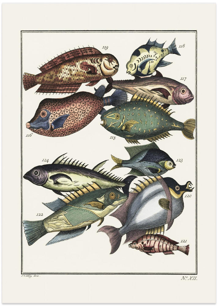 Fine Art Print, Exotic Fish (1767) By J V Schley