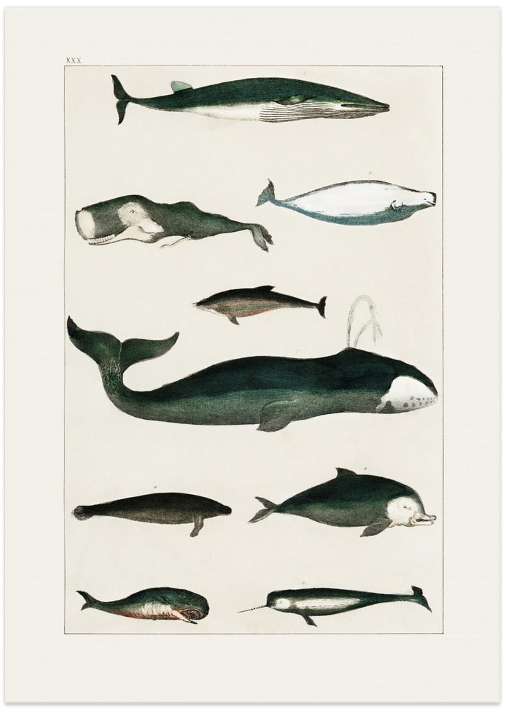 Fine Art Print, Vintage Whale Poster