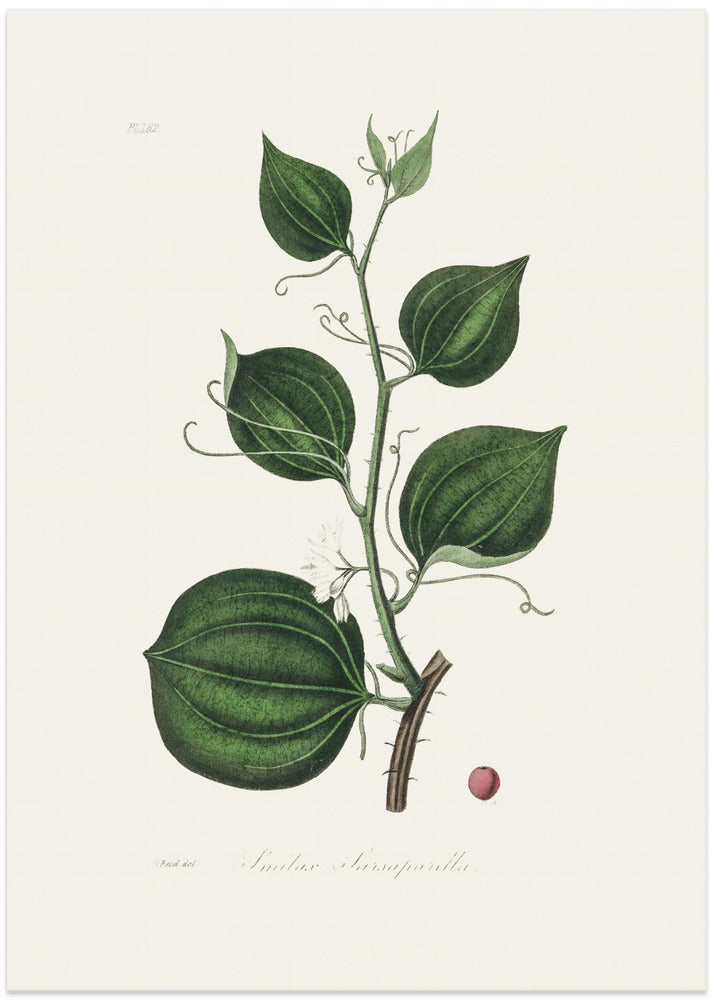 Fine Art Print, Lmilax Larsaparilla  Medical Botany