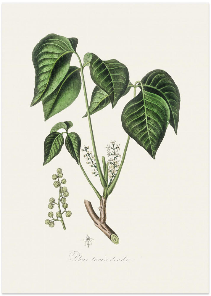 Fine Art Print, Poison Ivy (rhus Toxicodendron) Medical Botany