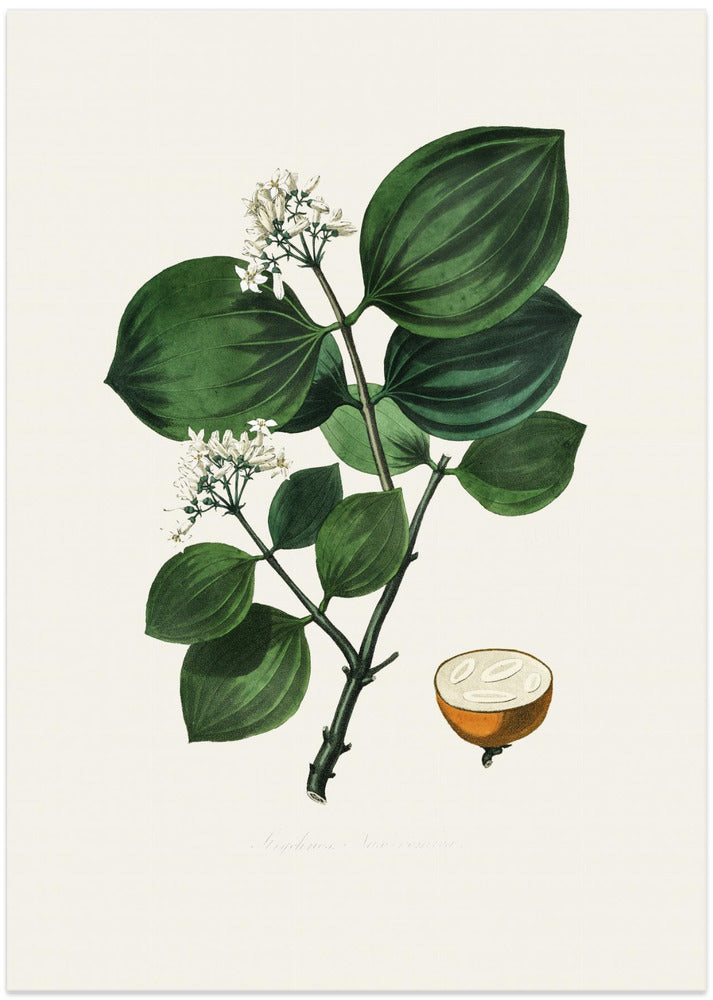 Fine Art Print, Poison Nu (strychnos Nux Vomica) Medical Botany