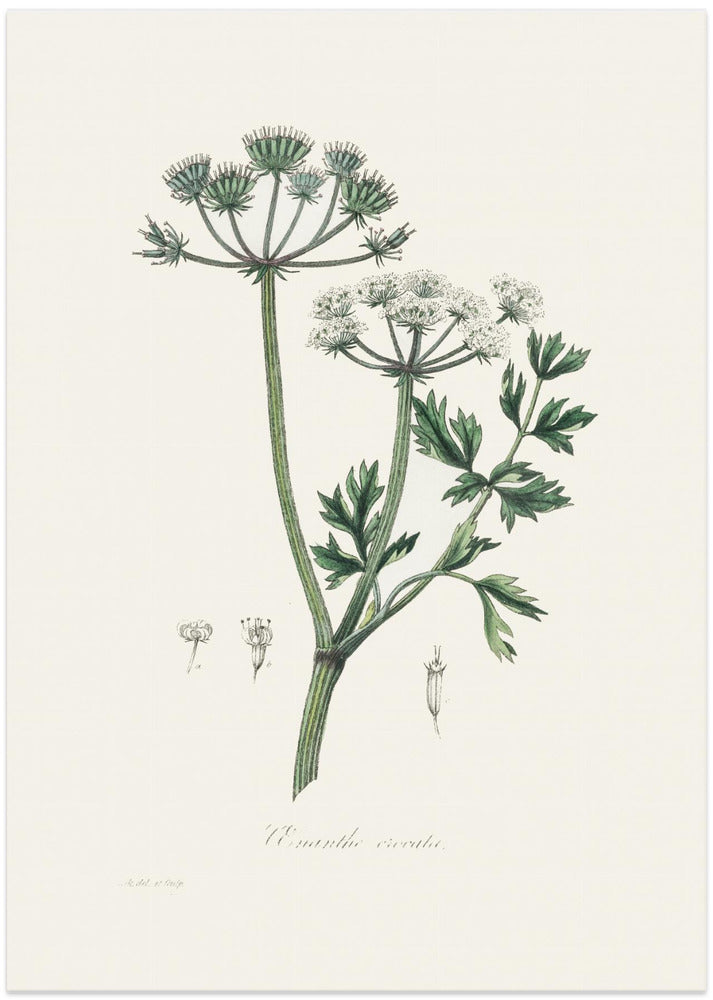 Fine Art Print, Water Dropwort (onanthe Grocata) Medical Botany