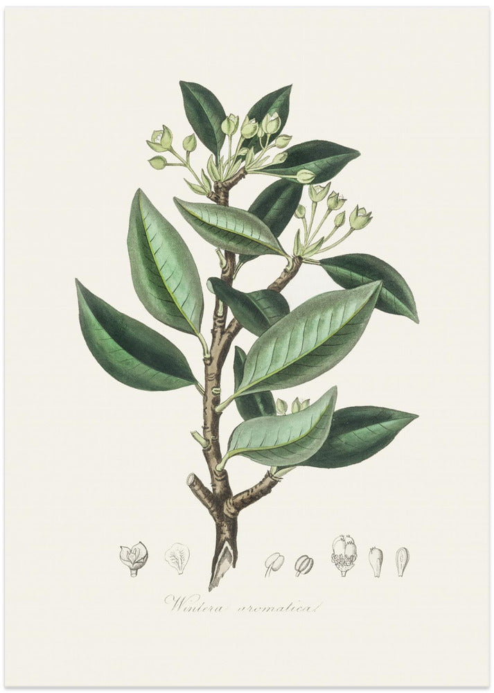 Fine Art Print, Wintera Aromatica Medical Botany