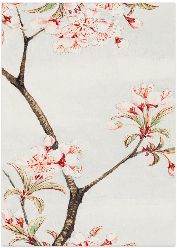 Fine Art Print, Sakura Cherry During 1870–1880