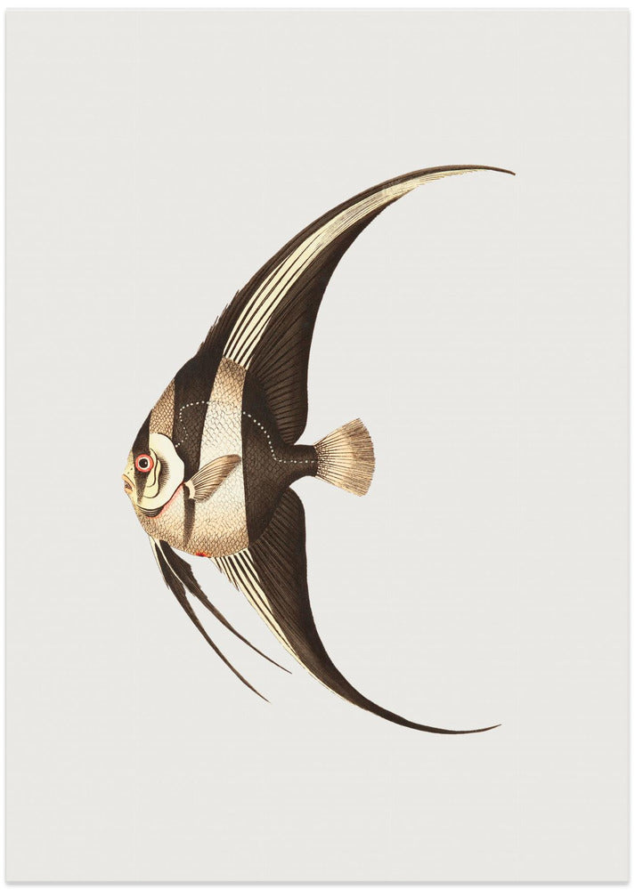 Fine Art Print, Long Finned Chaetodon