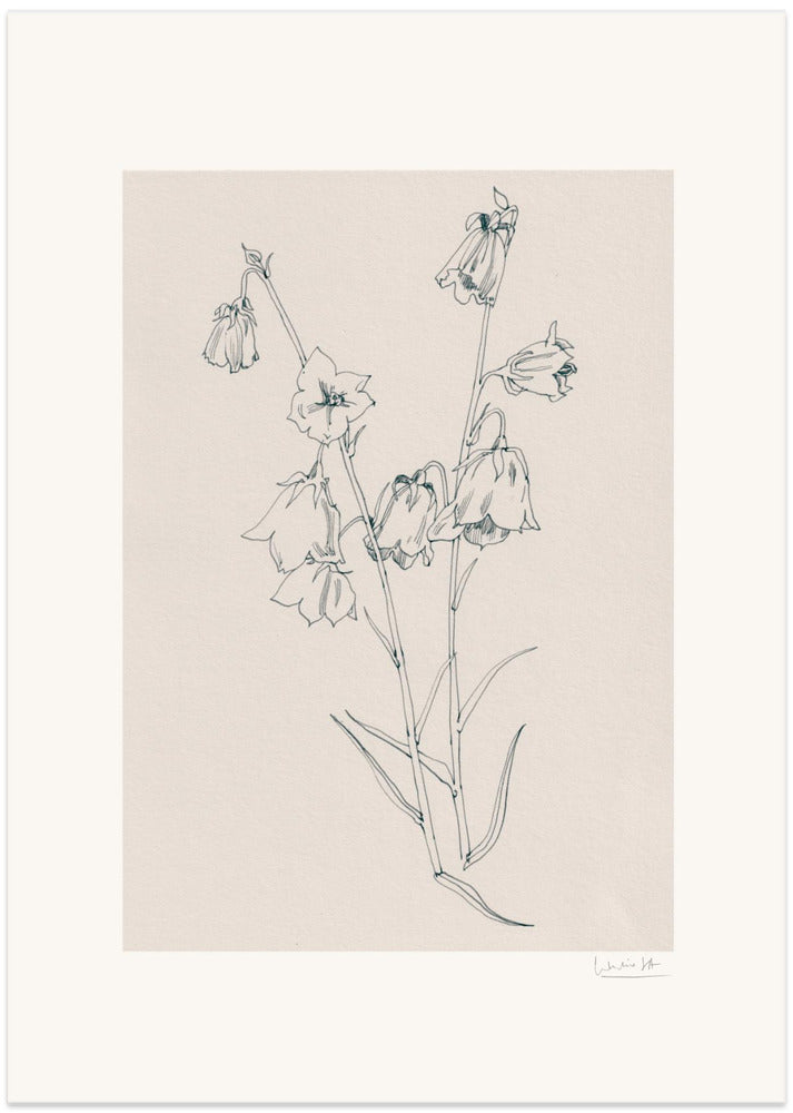 Fine Art Print, Bellflowers ink drawing