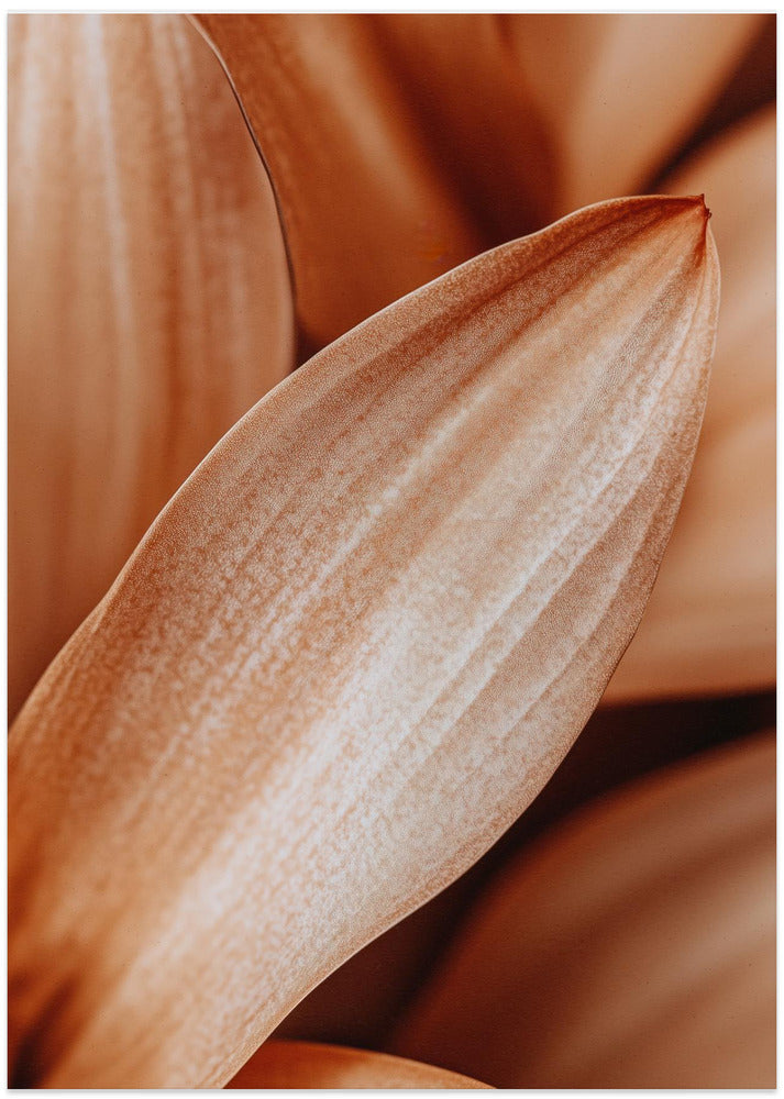 Fine Art Print, Leafdetail