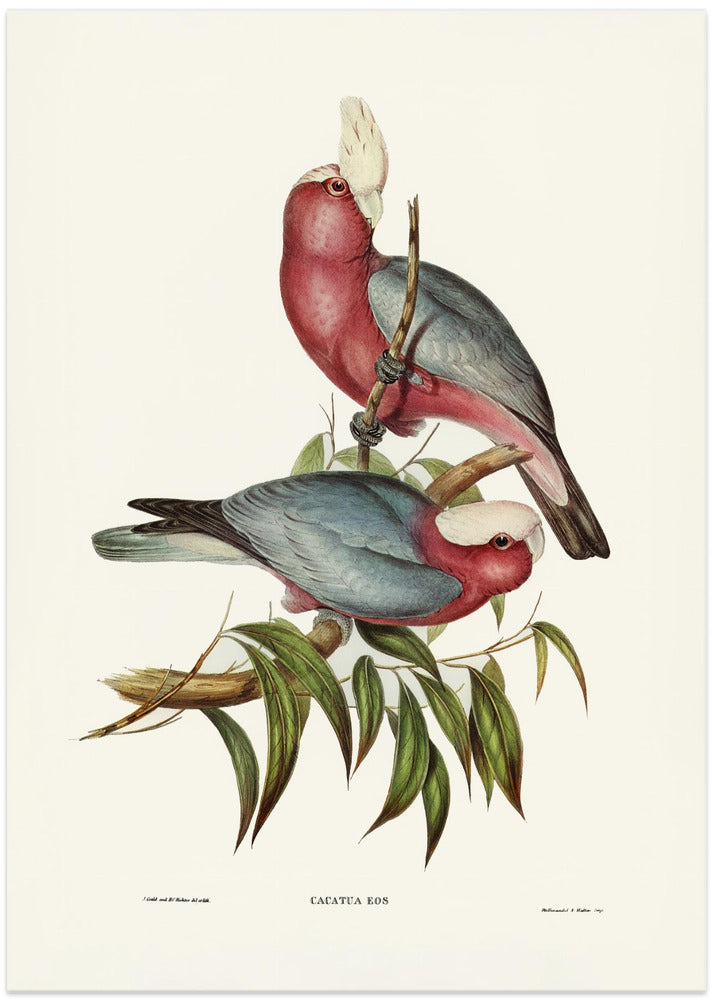 Fine Art Print, Cacatua Eos