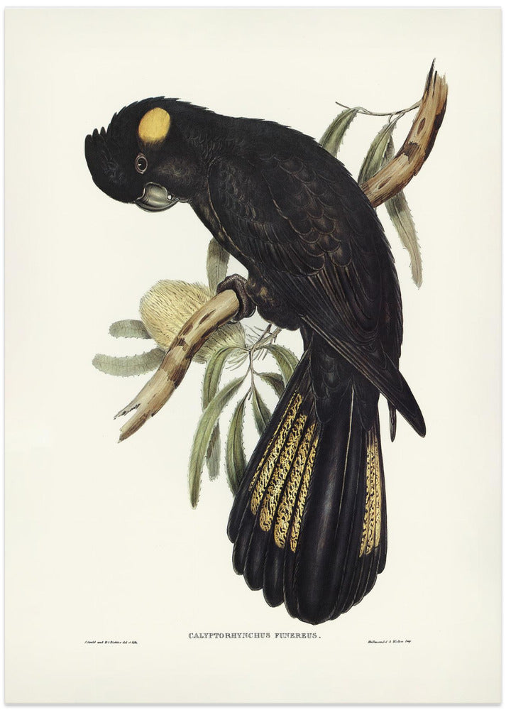 Fine Art Print, Funereal Cockatoo