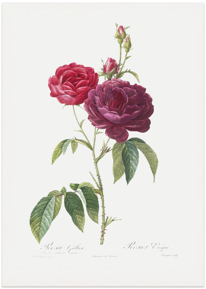 Fine Art Print, Purple French Rose, Les Roses (1817–1824)