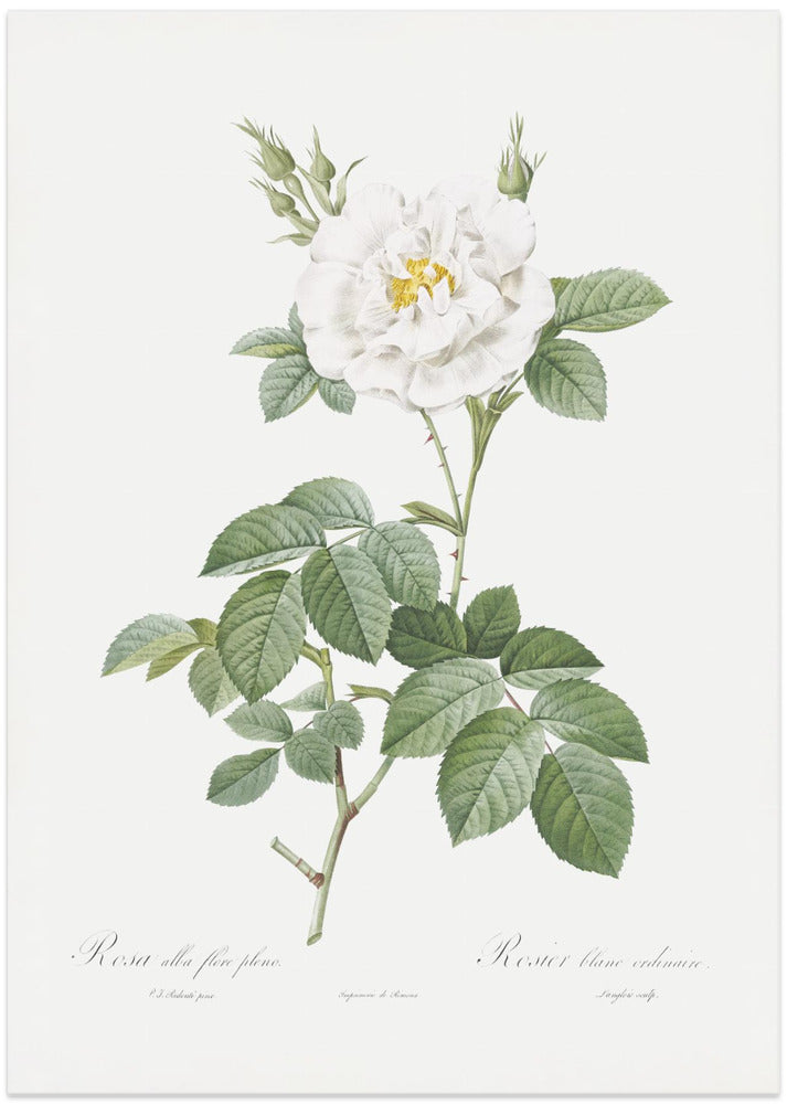 Fine Art Print, Rosa Alba Flore Pleno, Les Roses (1817–1824)