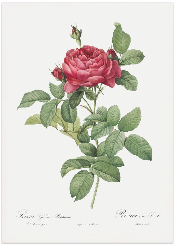 Fine Art Print, Rosa Gallica Pontiana, Les Roses (1817–1824)