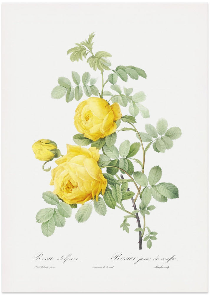 Fine Art Print, Rosa Hemisphaerica, Les Roses (1817–1824)