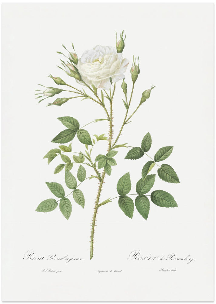 Fine Art Print, Rose of Rosenberg, Les Roses (1817–1824)