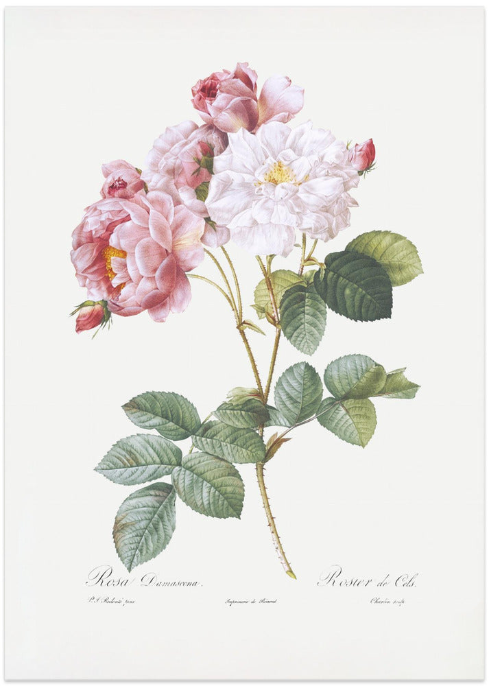 Fine Art Print, Rosebush, Les Roses (1817–1824)