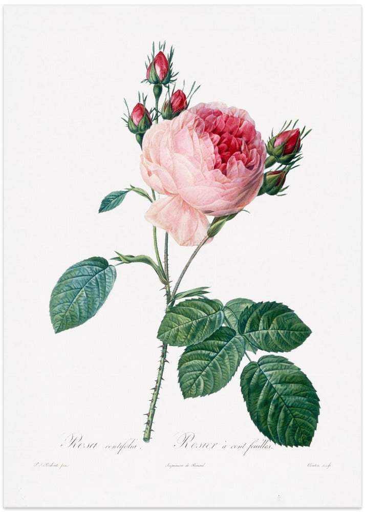 Fine Art Print, Rosier a Cent Feuilles, From Les Roses