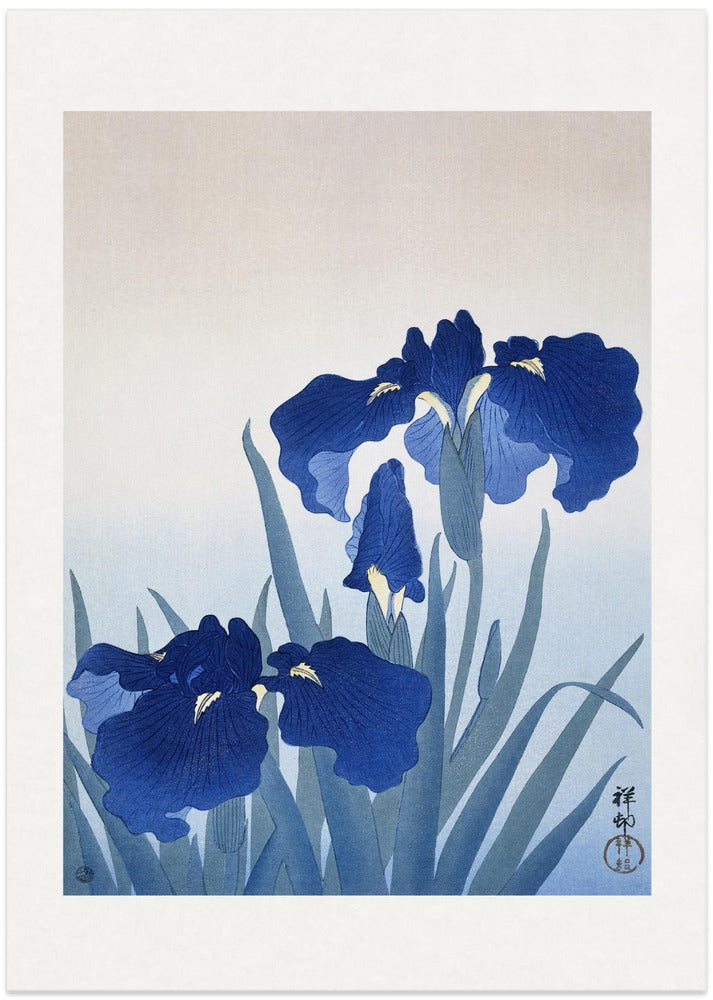 Fine Art Print, Iris Flowers